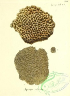 corals-00367 - 100-spongia cellulosa