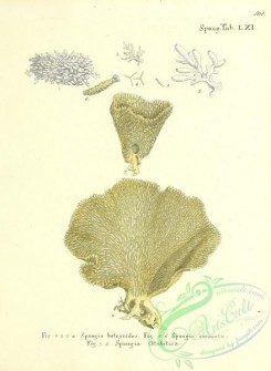 corals-00368 - 101-spongia botryoides, spongia coronata, spongia otahitica