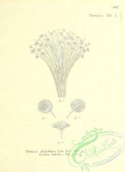 corals-00372 - 105-tubularia acelabulum, corallina androsace