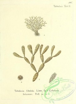 corals-00373 - 106-tubularia fistulosa, cellularia salicornis