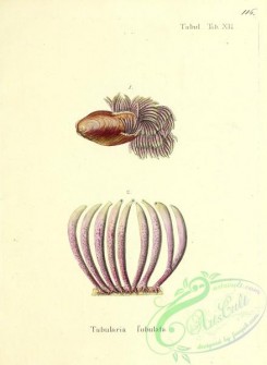 corals-00383 - 116-tubularia subulata