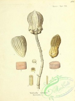 corals-00399 - 132-vorticella rotularis