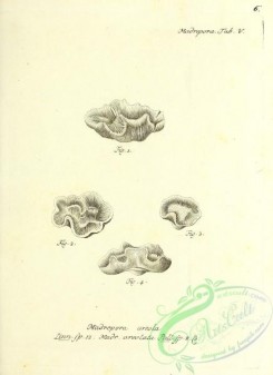 corals-00405 - 006-madrepora areola, madrepora areolata
