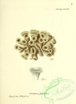 corals-00407 - 008-madrepora fastigiata