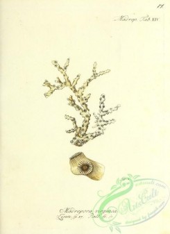 corals-00415 - 016-madrepora virginea