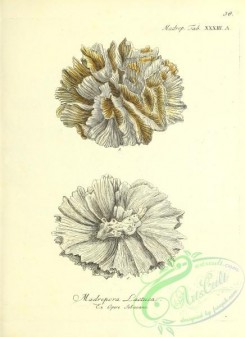 corals-00436 - 037-madrepora lactuca
