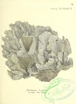 corals-00437 - 038-madrepora lactuca