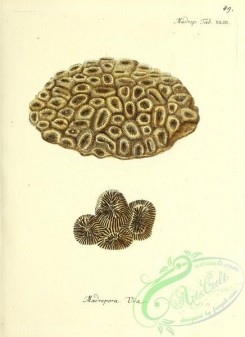 corals-00447 - 048-madrepora uva