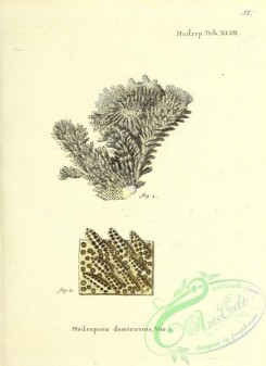 corals-00453 - 054-madrepora damicornis