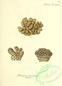 corals-00454 - 055-madrepora damicornis