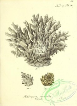 corals-00460 - 061-madrepora muricata