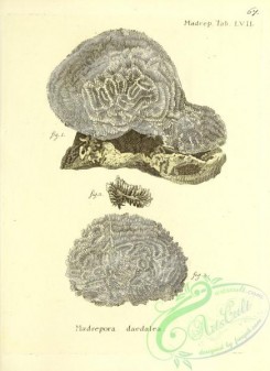corals-00465 - 066-madrepora daedalea