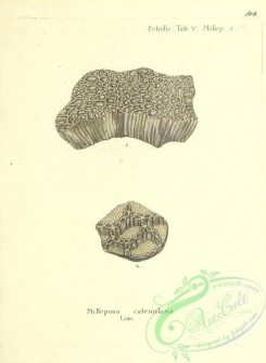 corals-00502 - 103-millepora catenularia