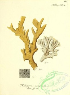 corals-00513 - 114-millepora compressa