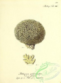 corals-00516 - 117-millepora polymorpha globosa