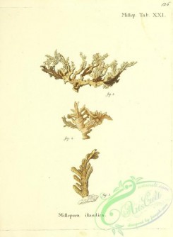 corals-00524 - 125-millepora islandica