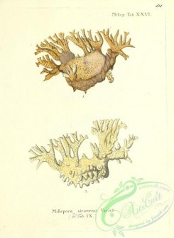 corals-00529 - 130-millepora alcicornis