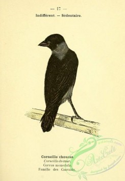 corvidae-00022 - Eurasian Jackdaw