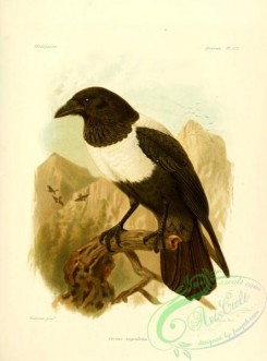 corvidae-00086 - corvus scapulatus