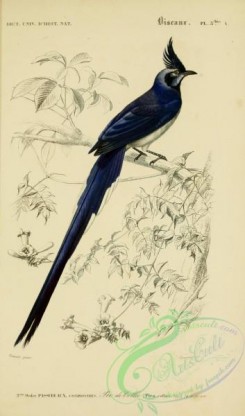corvidae-00160 - Black-throated Magpie-Jay