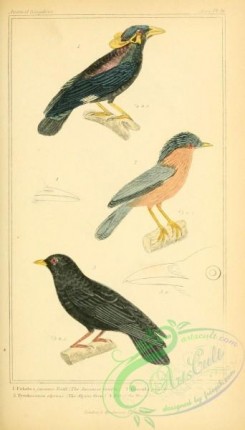 corvidae-00174 - Javanese Grakle, Alpine Crow