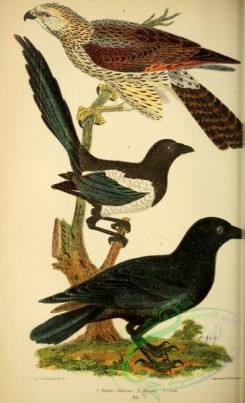 corvidae-00220 - Winter Falcon, Magpie Crow