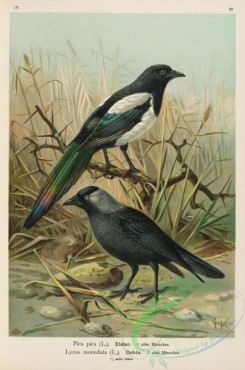 corvidae-00311 - Eurasian Magpie, pica pica, lycus monedula
