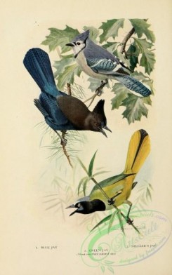 corvidae-00338 - Blue Jay, Green Jay, Steller's Jay