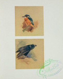 corvidae-00361 - Kingfisher, Raven