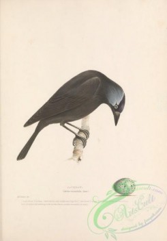 corvidae-00425 - Jackdaw, corvus monedula