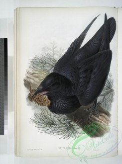 corvidae-00470 - 181-Corvux corax. Raven