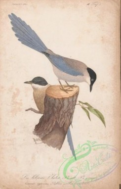 corvidae-00644 - 079-Azure-winged Magpie, corvus cyanus