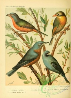 cotinga-00032 - Nonpareil Finch, Common Blue Bird, Yellow Bellied Liothrix or Pekin Nightingale, Indigo Bird