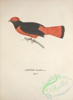 cotinga-00036 - Guianan Red Cotinga, ampelis carnifex
