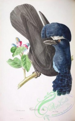 cotinga-00045 - Amazonian Umbrellabird