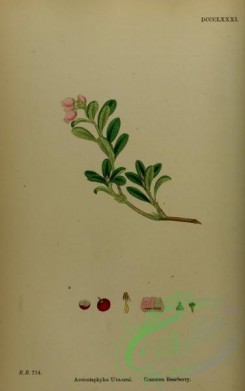 cranberry-00009 - Common Bearberry, arctostaphylos uva-ursi