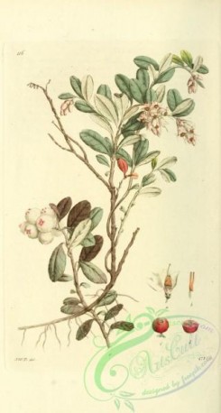 cranberry-00031 - vaccinium vitis idaea