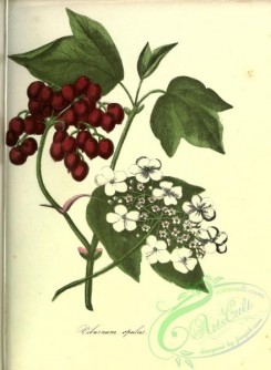 cranberry-00034 - Tree Cranberry
