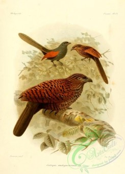 cuckoos-00029 - centropus madagascariensis