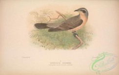 cuckoos-00140 - 007-Western Black-eared Cuckoo, owenavis rogersi