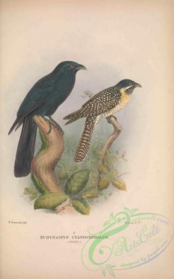 cuckoos-00145 - 013-eudynamys cyanocephalus