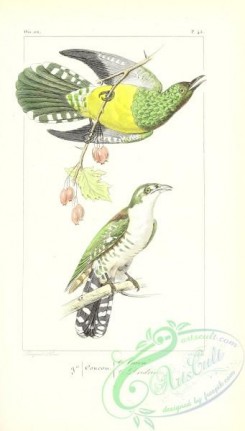 cuckoos-00152 - African Emerald Cuckoo, cuculus cupreus, Northern Flicker, cuculus auratus