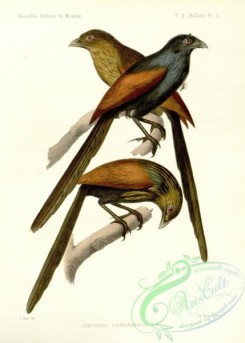 cuckoos-00157 - centropus lafresnayanus
