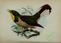 cuckoos-00165 - Yellow-throated Cuckoo, chrysococcyx flavigularis