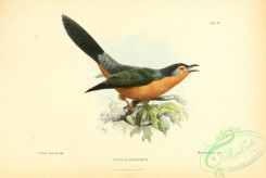 cuckoos-00167 - cuculus bronzinus