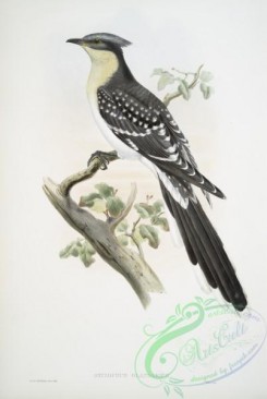 cuckoos-00170 - 420-Oxylophus glandarius, Great Spotted Cuckoo