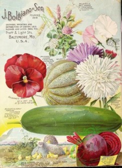 cucumber-00009 - 030-Cantaloupe, Pansies, Cucumber, Sweet Pea, Chickens with nestlings, Aster