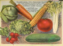 cucumber-00010 - 034-Carrot, Cabbage, Corn, Lettuce, Cucumber, Tomato, Radishes, Celery