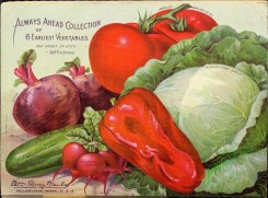 cucumber-00022 - 050-Tomato, Cabbage, Pepper, Radish, Cucumber, Beet