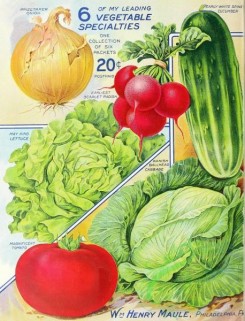 cucumber-00031 - 061-Onion, Radish, Cucumber, Cabbage, Tomato, Lettuce